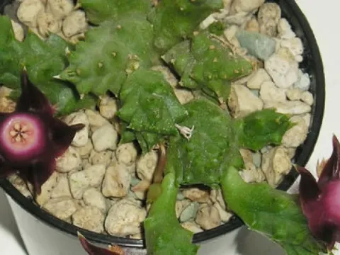 Duvalia