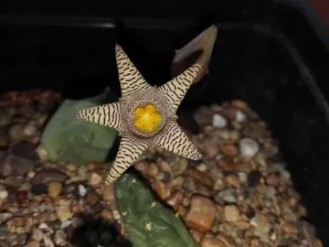 Piaranthus