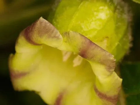Atropa baetica
