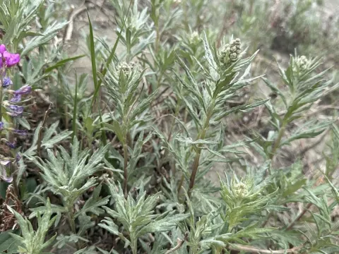Tiles wormwood