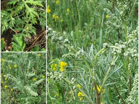 Mongolian wormwood