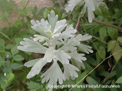 Chinese mugwort