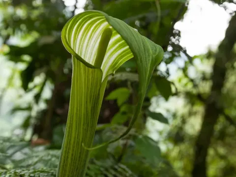 Arisaema mildbraedii