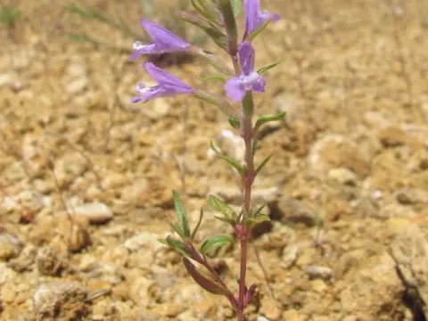 Ziziphora taurica