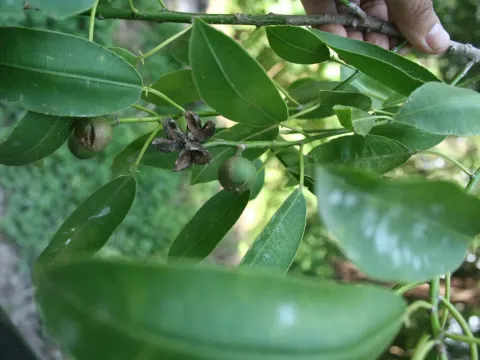 Sapium macrocarpum