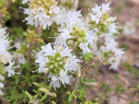 Thymus saturejoides