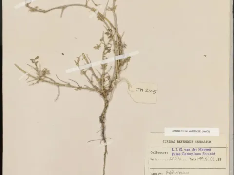 Cicer reticulatum