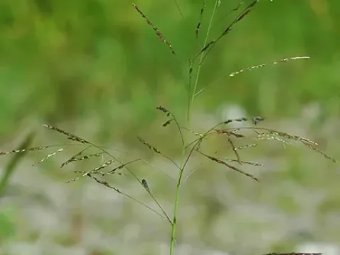 Паникум бартовенсе