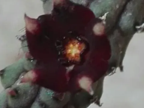 Echidnopsis