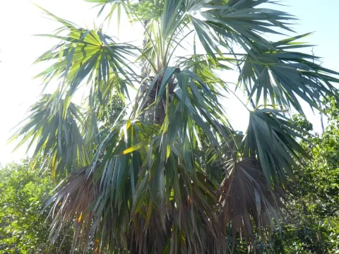 Leucothrinax