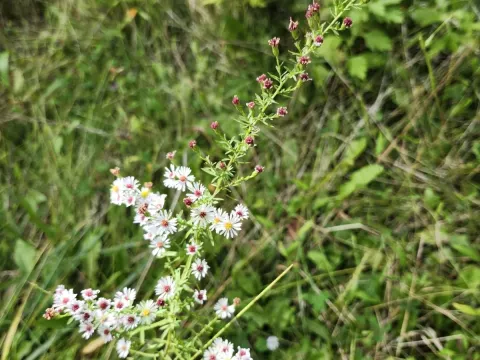 Symphyotrichum racemosum