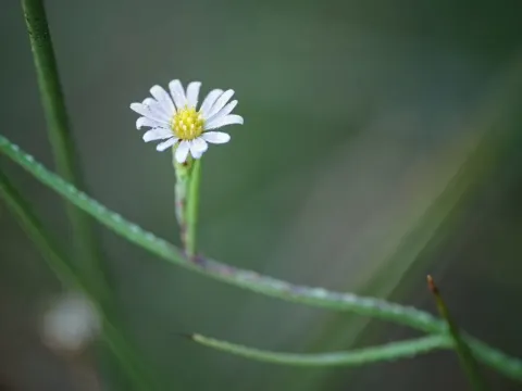 Saltmarsh aster