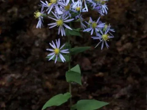 Wavyleaf aster