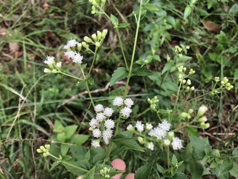 Ageratina aromatica