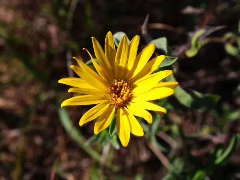 Camphor goldenweed