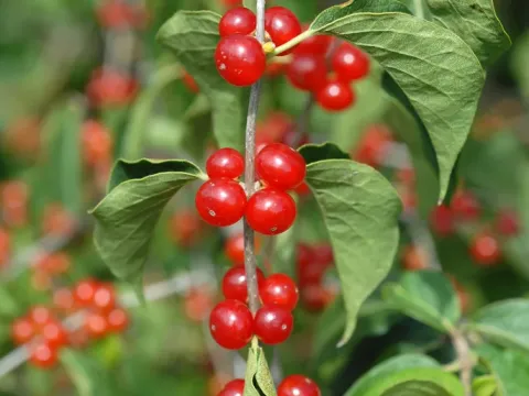 Honeysuckle
