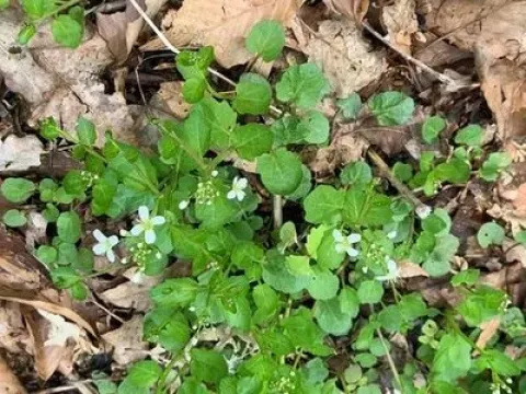 Round-leaf bittercress