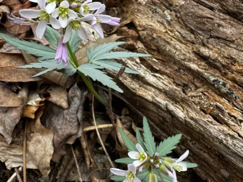 Cutleaf toothwort