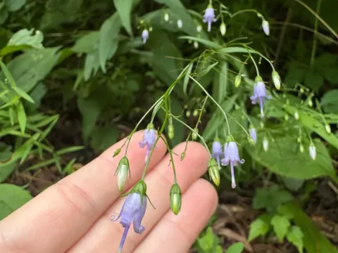 Appalachian bellflower