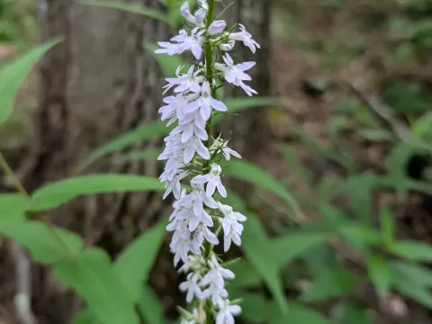 Palespike lobelia