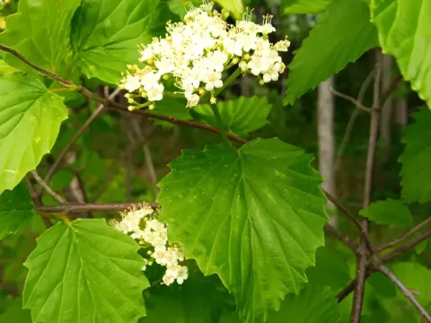 Southern arrowwood