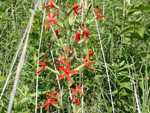 Royal catchfly