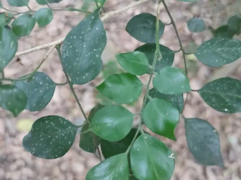 Murraya lucida