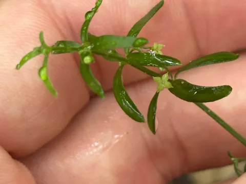 One-flowered bedstraw