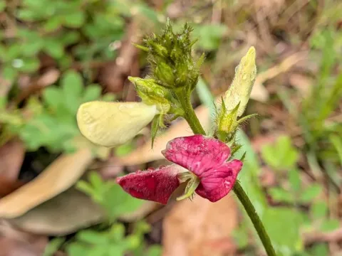 Tephrosia spicata