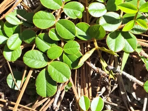 Tephrosia chrysophylla