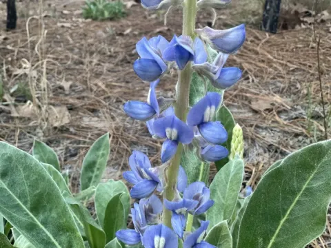 Lupinus diffusus
