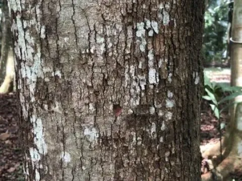 Styrax glaber
