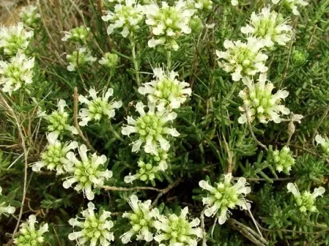 Aragon germander