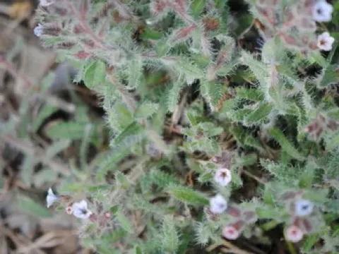 Alkanna sieberi