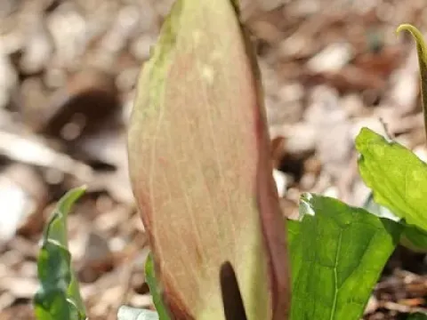 Arum cyrenaicum