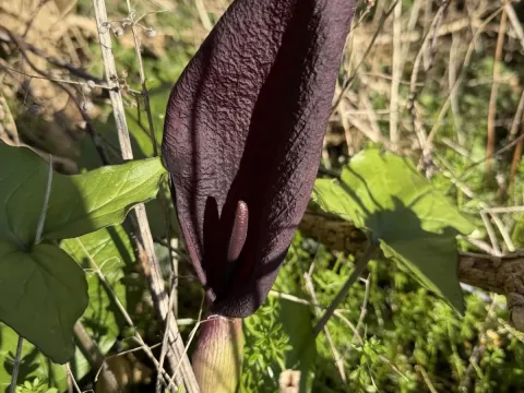Arum purpureospathum