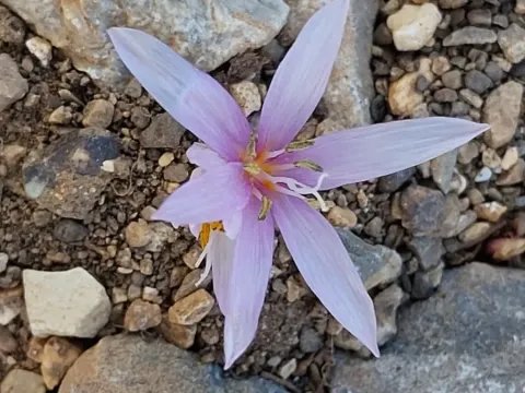 Cretan Colchicum