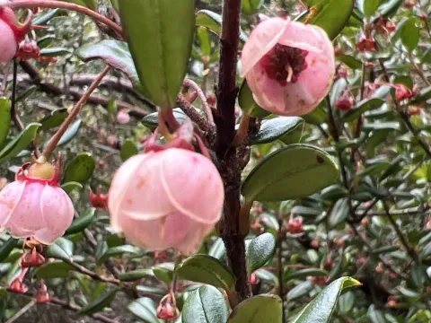 Ugni