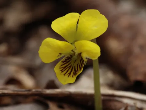 Round-leaved violet