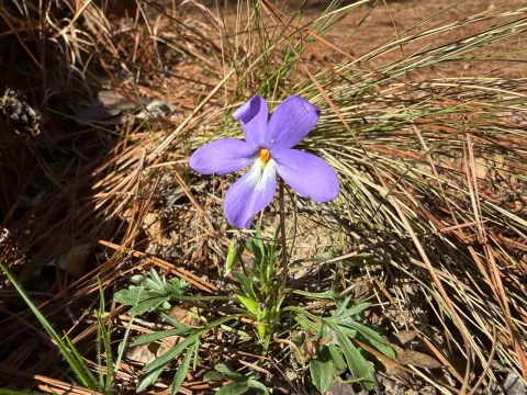 Bird's-foot violet