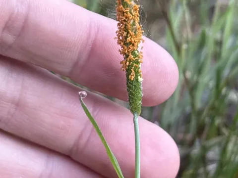 Amur foxtail