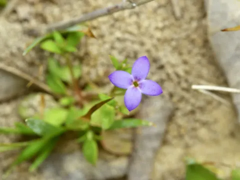 Houstonia pusilla