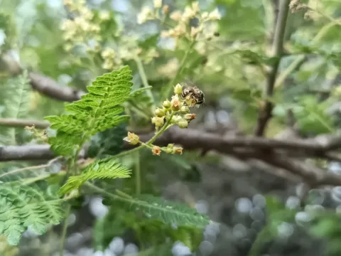 Бурсера перистая