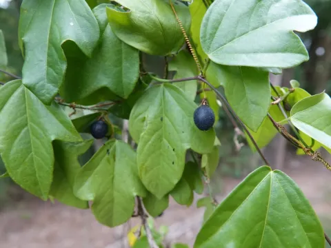 Passiflora pallida