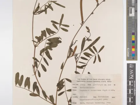 Tephrosia hookeriana