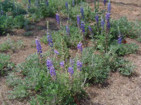 Mexican lupine