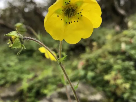 Geum elatum