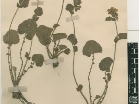 Sikkim avens