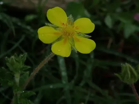 Griffith's cinquefoil