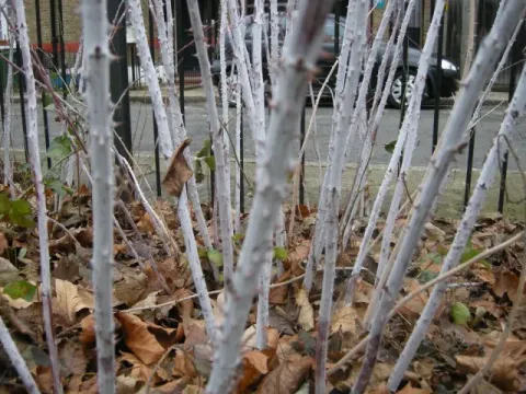 Рубус Гарднера